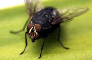How To Get Rid Of Flies From House And Fruits