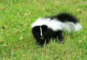 How To Get Rid Of Skunk Smell From House And Dogs