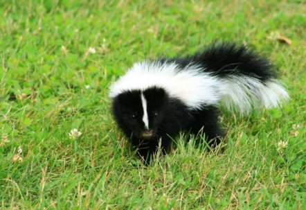 How To Get Rid Of Skunk Smell From House And Dogs - HomeImprovementAll