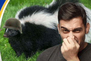 How To Get Rid Of Skunk Smell From House And Dogs - HomeImprovementAll