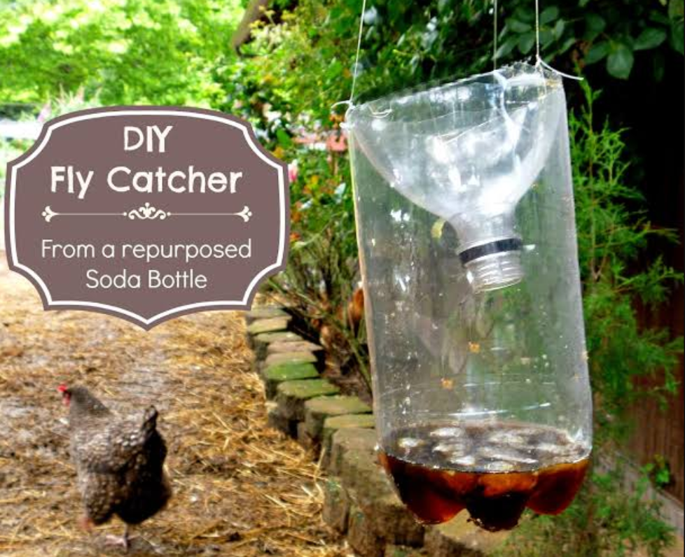 How To Use Homemade Fly Trap Bait? HomeImprovementAll