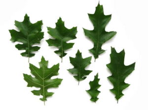 Tree Leaf Identification By Leaf And Size - HomeImprovementAll