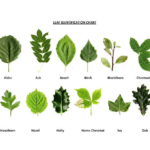 Tree Leaf Identification By Leaf And Size