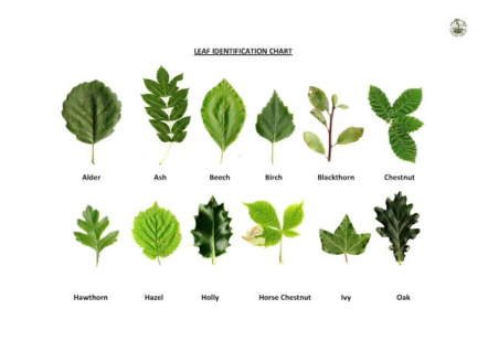 tree identification leaf guide
