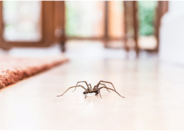 11 Tips to Prevent a Spider Infestation