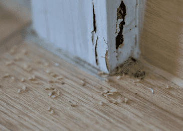5 Signs Your Home Might Have Termites