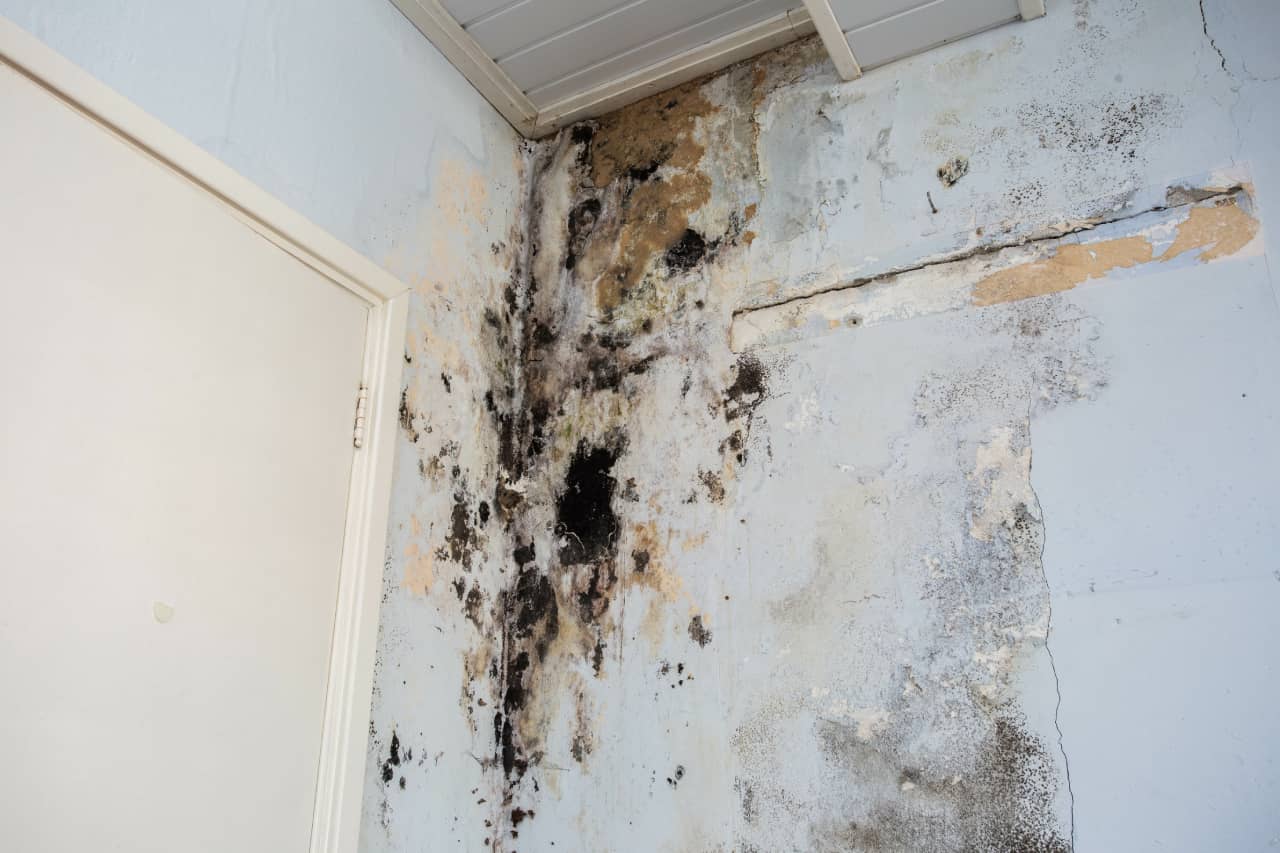 Precautions for Homeowners Facing Mold