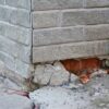 6 Different Foundation Issues to Repair On Your House