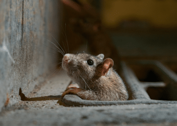 How To Get Rid Of Rats?