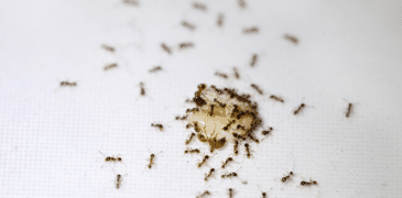 How to get rid of Ants in the Kitchen