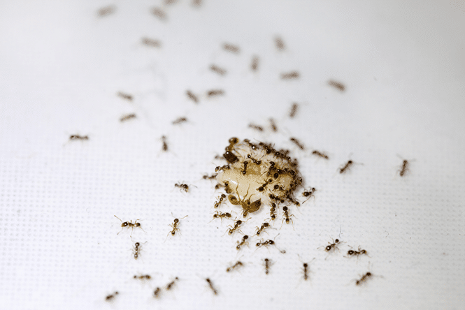 How to get rid of Ants in the Kitchen
