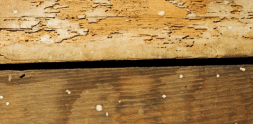 How to Prevent a Termite Infestation in Your Home