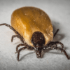 Are Ticks Dangerous? A Guide to Tick-Borne Diseases