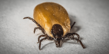 are ticks dangerous