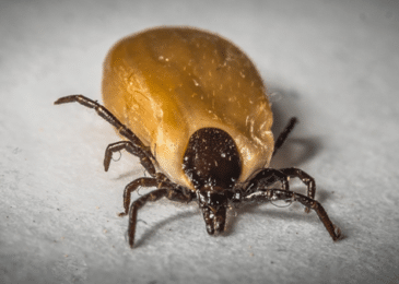 Are Ticks Dangerous? A Guide to Tick-Borne Diseases