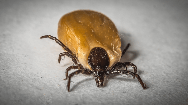 are ticks dangerous