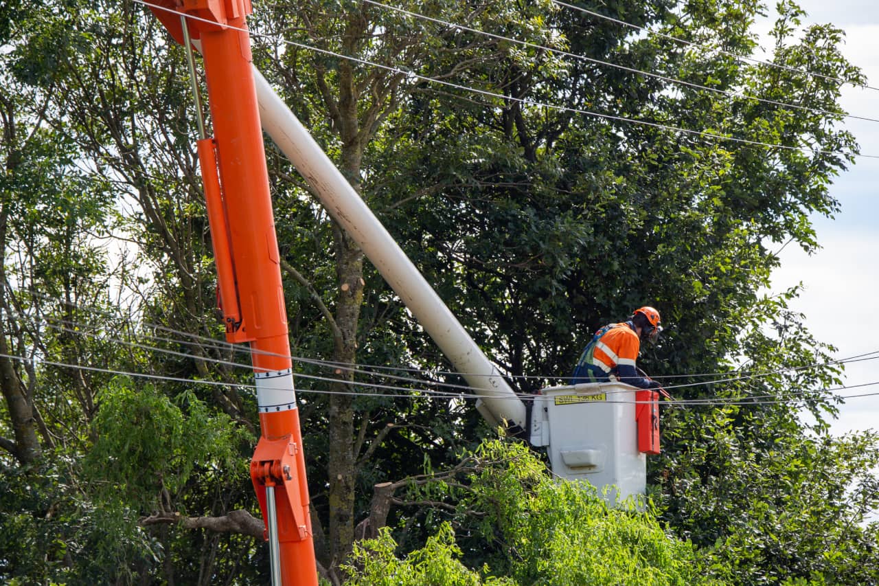 Services To Expect From A Tree Removal Company